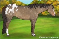 Horse Color:Liver Red Dun Sabino Appaloosa