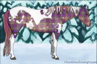 Horse Color:Plaid  White Spotted Liver Chestnut Tobiano Appaloosa 