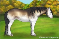 Horse Color:White Spotted Brown Onyx 