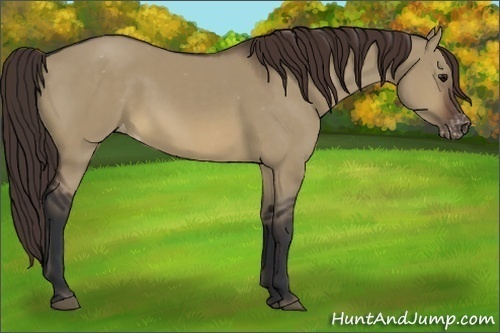 Horse Color:Brown Dun Appaloosa 
