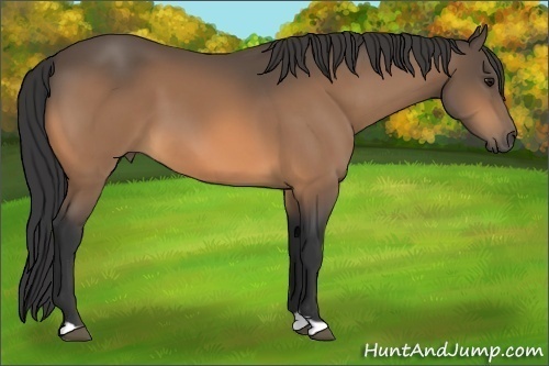Horse Color:Buckskin 
