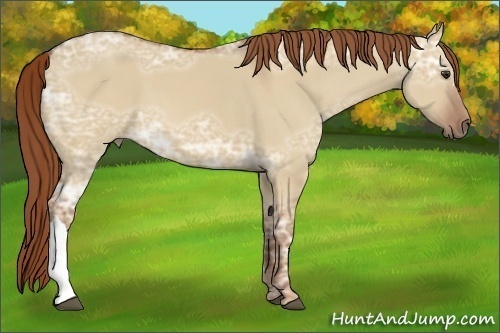 Horse Color:Red Dun Ice 