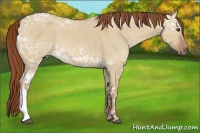 Horse Color:Red Dun Ice 