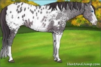 Horse Color:White Spotted Brown Ice Dun Splash Appaloosa 