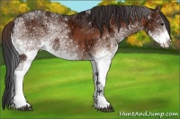 Horse Color:White Spotted Bay Ice Rabicano