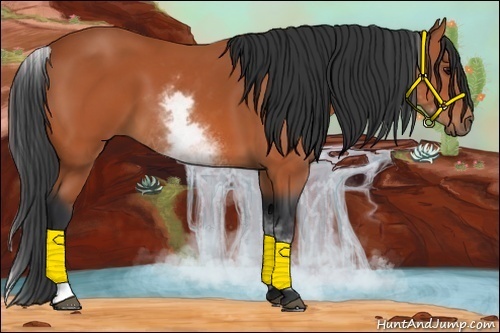 Horse Color:White Spotted Bay