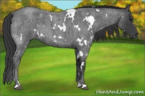 Horse Color:White Spotted Blue Roan 