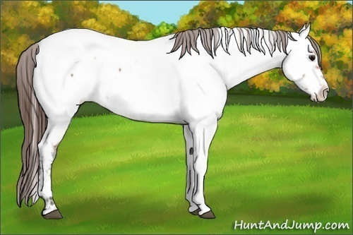 Horse Color:Bay Near Fewspot 