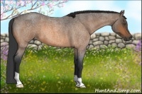 Horse Color:Buckskin Roan 