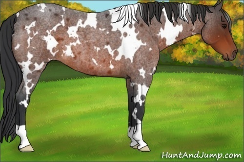 Horse Color:White Spotted Brown Roan 