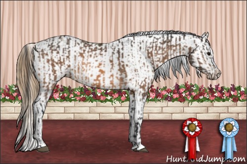 Horse Color:Buckskin  and Buckskin Appaloosa 