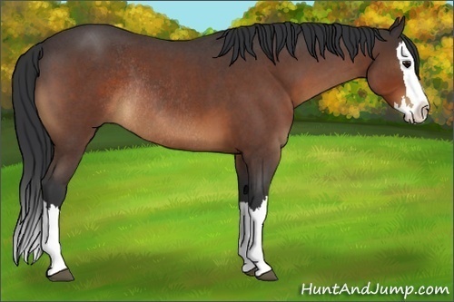 Horse Color:Bay Roan Splash Rabicano