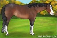 Horse Color:Bay Roan Splash Rabicano