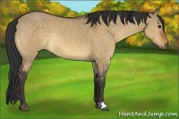 Horse Color:Brown Dun Rabicano 