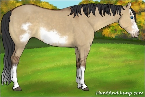 Horse Color:Bay Dun Sabino Splash Frame Rabicano 