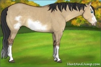 Horse Color:Bay Dun Sabino Splash Frame Rabicano