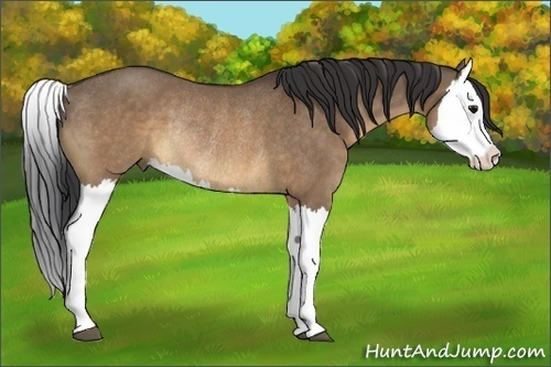 Horse Color:Brown Dun Splash Rabicano 