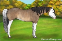 Horse Color:Brown Dun Splash Rabicano