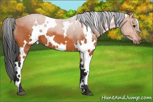 Horse Color:White Spotted Bay 