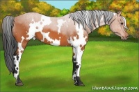 Horse Color:White Spotted Bay 