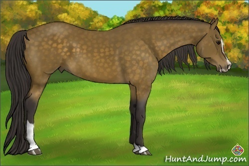 Horse Color:Buckskin Sabino 