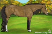 Horse Color:Buckskin Sabino