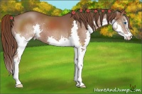 Horse Color:Liver Chestnut Splash 