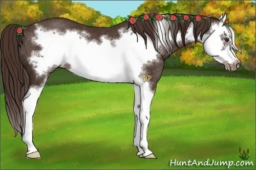 Horse Color:Liver Chestnut Splash Frame Rabicano