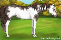 Horse Color:Liver Chestnut Splash Frame Rabicano