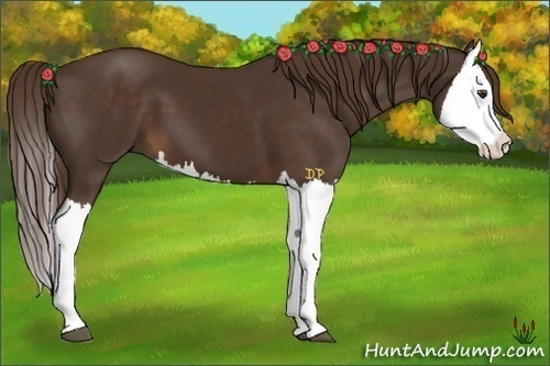 Horse Color:Liver Chestnut Splash