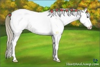 Horse Color:White Spotted Chocolate Palomino Ice Appaloosa 