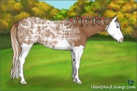 Horse Color:Chestnut Ice Splash 