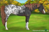 Horse Color:Liver Chestnut Ice 