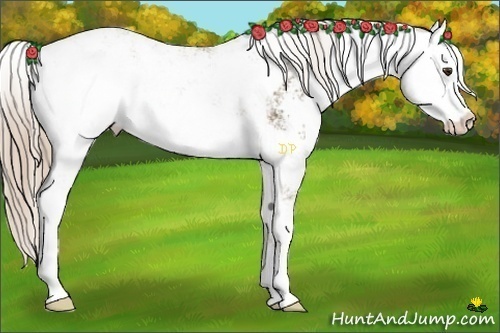 Horse Color:Chocolate Palomino Sabino Rabicano 