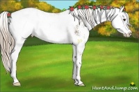 Horse Color:Chocolate Palomino Sabino Rabicano