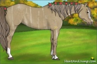 Horse Color:Chocolate Palomino Ice Dun Sabino