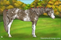 Horse Color:White Spotted Chocolate Palomino 