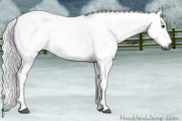Horse Color:Gray Chestnut 