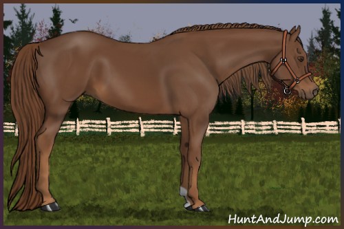 Horse Color:Chestnut 