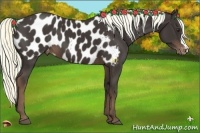 Horse Color:Liver Chestnut Appaloosa