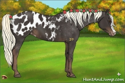 Horse Color:Liver Chestnut Appaloosa 