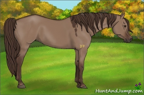 Horse Color:Liver Red Dun