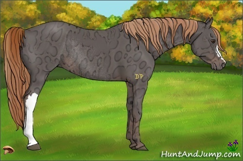 Horse Color:Liver Chestnut Ice Rabicano