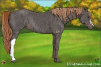 Horse Color:Liver Chestnut Ice Rabicano