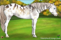 Horse Color:Liver Red Onyx Splash Appaloosa 