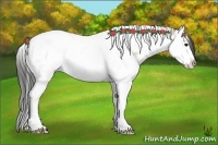 Horse Color:Bay Dun Splash Tobiano