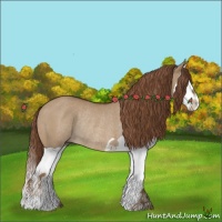 Horse Color:Red Dun Splash Rabicano