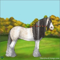 Horse Color:White Spotted Bay Dun Sabino Splash Rabicano