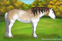 Horse Color:White Spotted Bay Dun Sabino Splash Rabicano