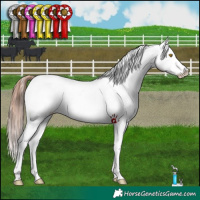 Horse Color:Amber Champagne Near Leopard  and Sable Champagne Near Leopard 